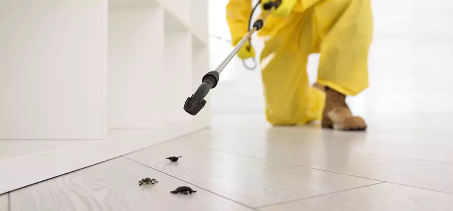 Roach and Bed Bug Exterminator in McDonough