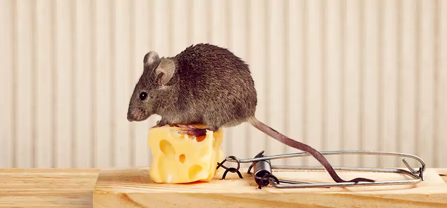 Commercial Rodent Exclusion Services in McDonough