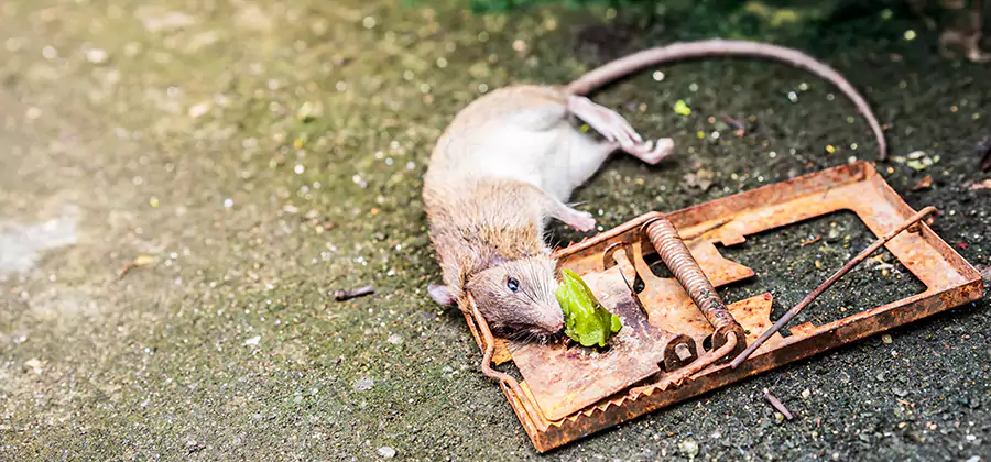 Rat Trapping in McDonough
