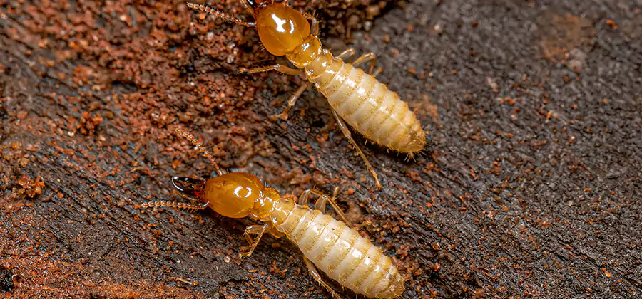 Sentricon Residential Termite Control in McDonough