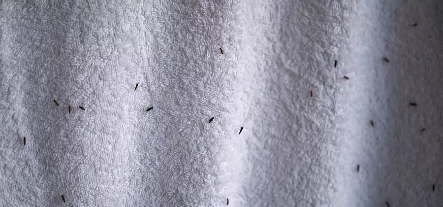 Small Black Ants in Bathroom Treatment in McDonough