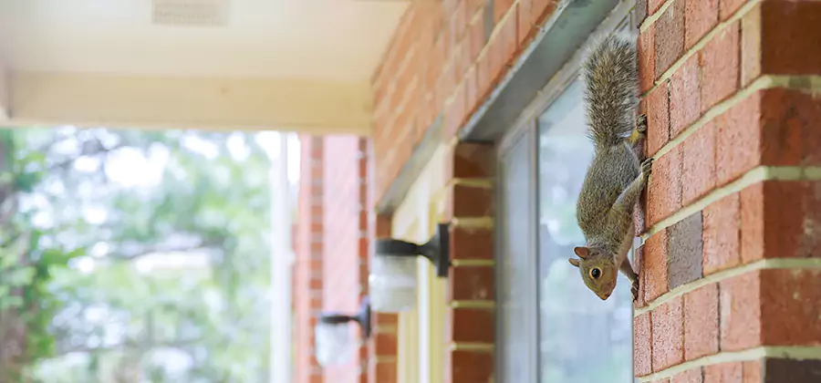 Squirrel Inside Walls Removal in McDonough