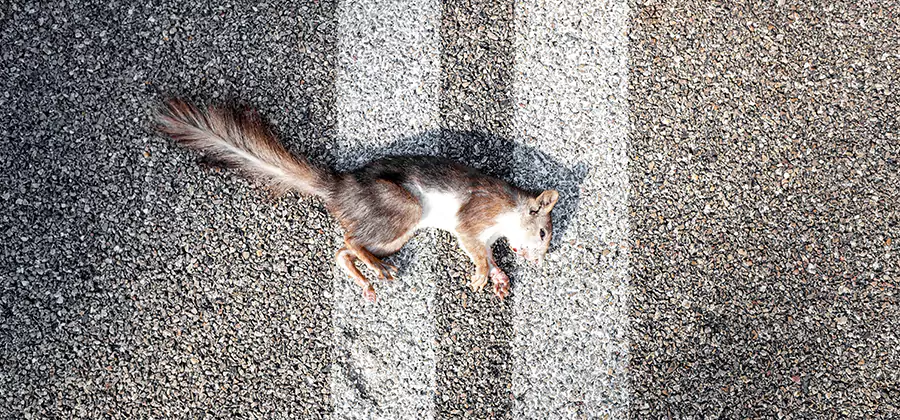 Dead Squirrel Removal in McDonough
