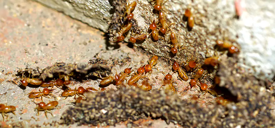 Wood Treatment and Localized Termite Solutions in McDonough