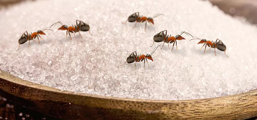 Indoor Sugar Ant Treatment in McDonough