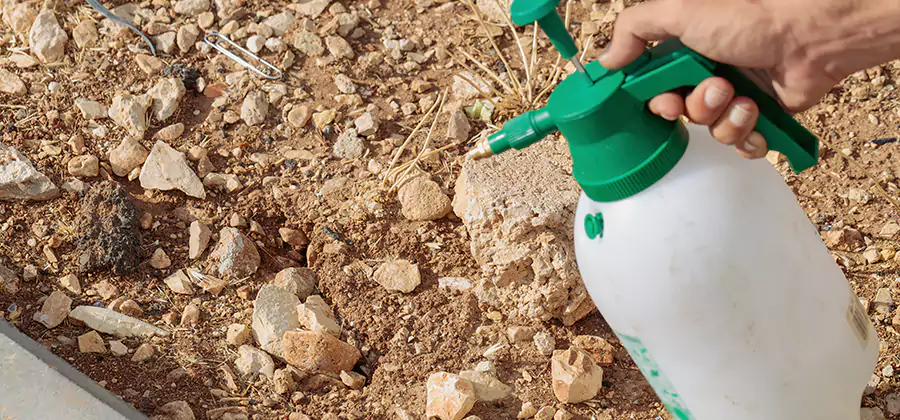 Heat Treatment Termite Cost in McDonough