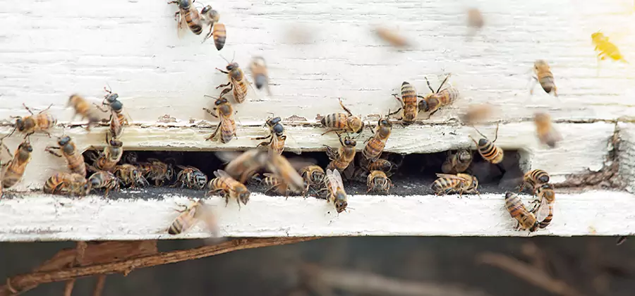 Residential Termite Fumigation in McDonough