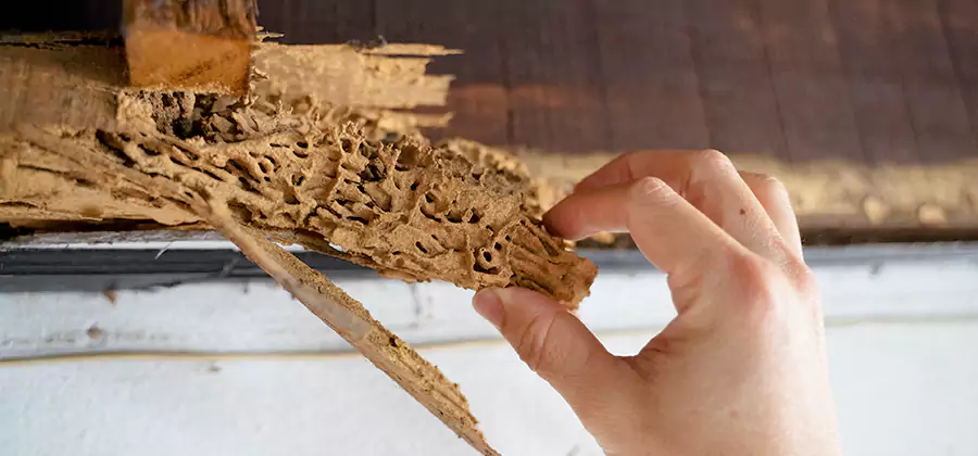 Pre-Purchase Termite Inspection in McDonough
