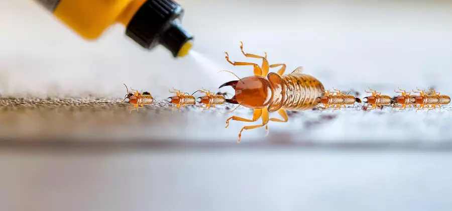 Foundation Termite Spraying Control in McDonough