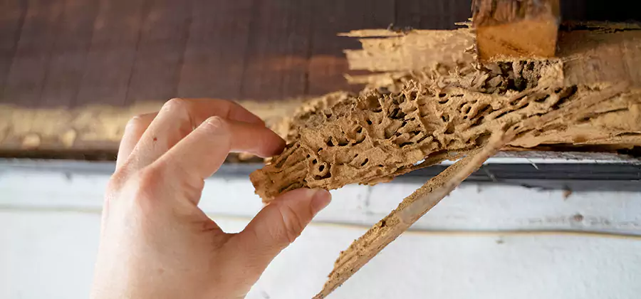 Pre-Construction Termite Treatment in McDonough
