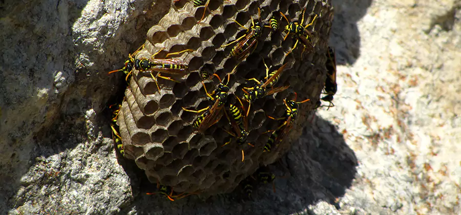 Wasp Nest in Tree Removal McDonough