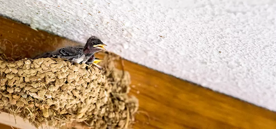 Bird Removal From House in McDonough