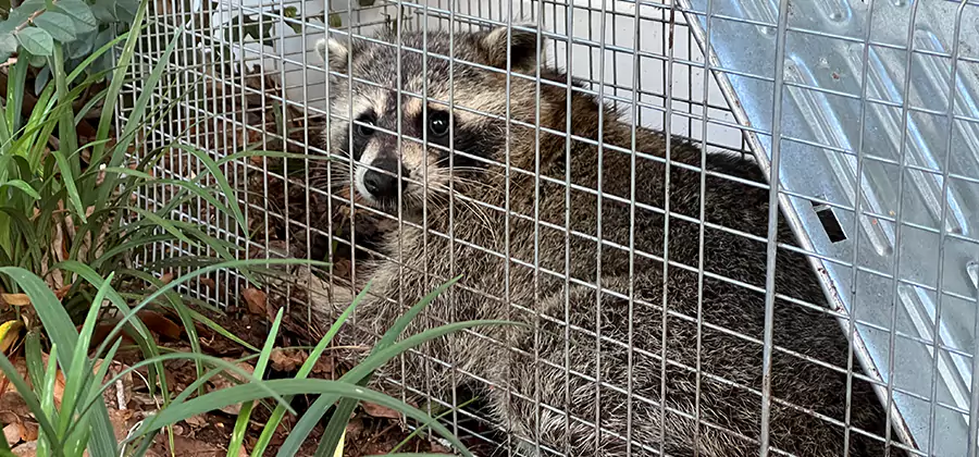 Wildlife Relocation Services in McDonough