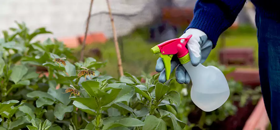 Yellow Jacket Pest Removal for Commercial Properties in McDonough