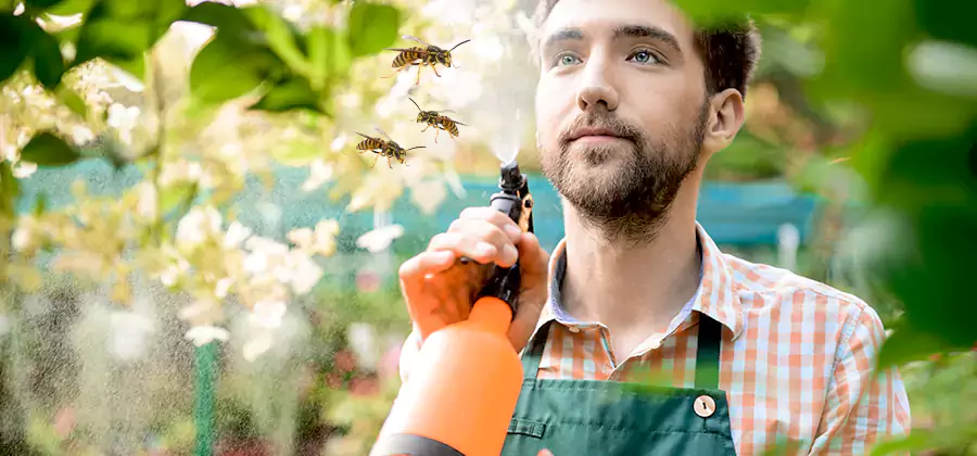Yellow Jacket Wasp Removal in McDonough