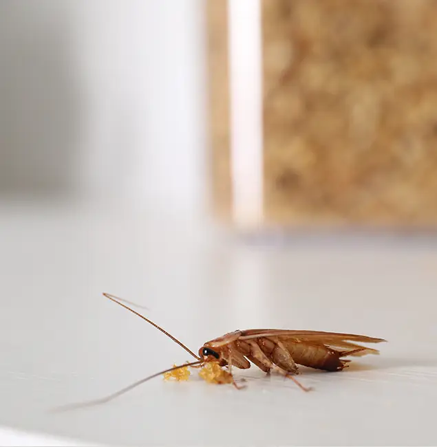Why McDonough GA Pest Control Pros Stands Out in McDonough, GA?