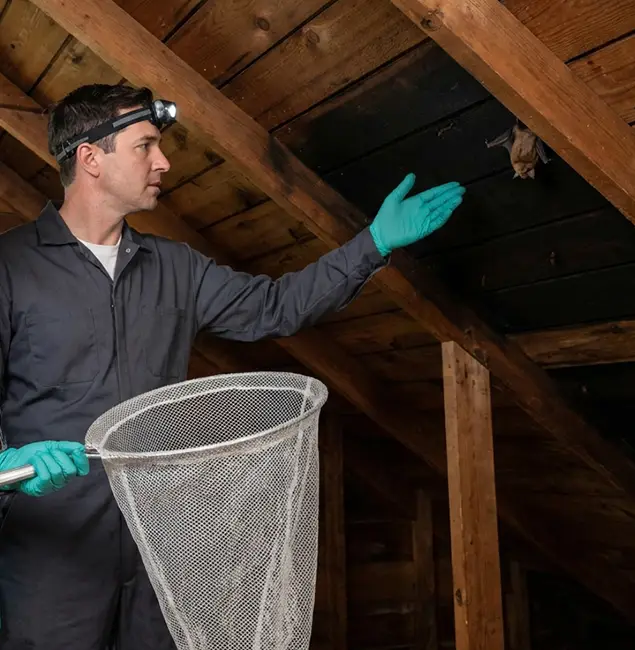 Why McDonough GA Pest Control Pros Is the Right Choice in McDonough, GA?
