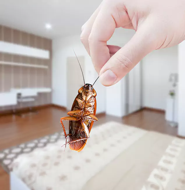 Why McDonough GA Pest Control Pros Stand Out for Bed Bug Fumigation in McDonough, GA?