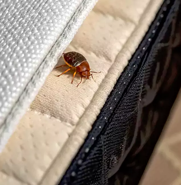 Why Choose McDonough GA Pest Control Pros for Bed Bug Treatment at Home in McDonough, GA?