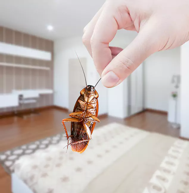Why McDonough GA Pest Control Pros Stand Out For Bed Bug Inspection in McDonough, GA?