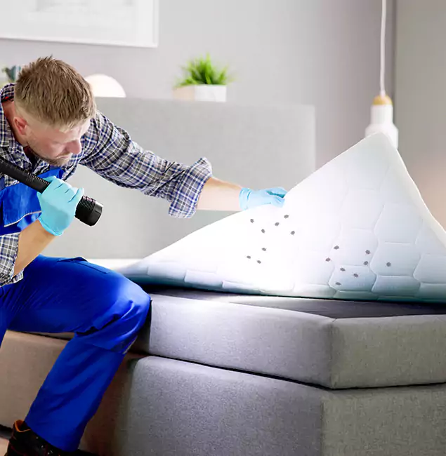 Why Choose McDonough GA Pest Control Pros in McDonough, GA?