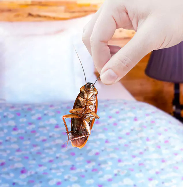 Why Choose McDonough GA Pest Control Pros for Bed Bug Treatment in McDonough, GA?