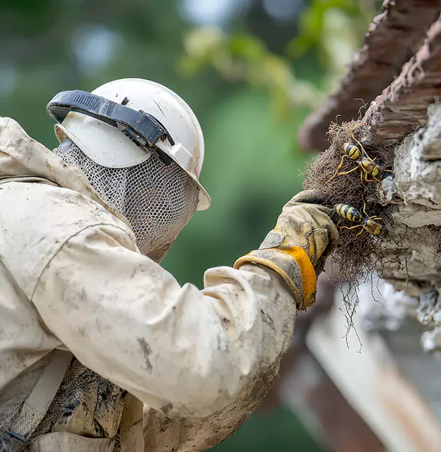 Why McDonough Property Owners Choose McDonough GA Pest Control Pros for Bee Exterminator?