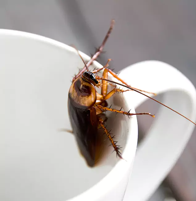 Why McDonough, GA Residents Trust McDonough GA Pest Control Pros for Cockroach Fumigation?