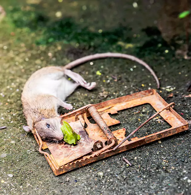 Why McDonough, GA Homeowners Trust McDonough GA Pest Control Pros for Rodent Removal?