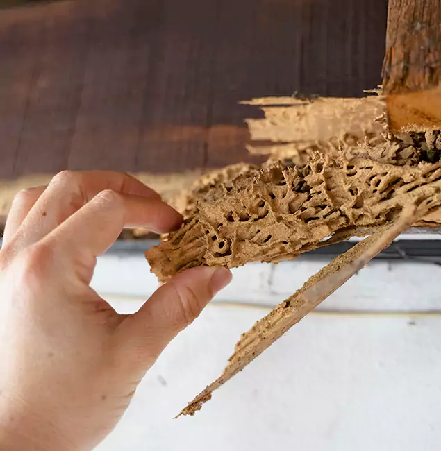 Why Choose McDonough GA Pest Control Pros in McDonough, GA?
