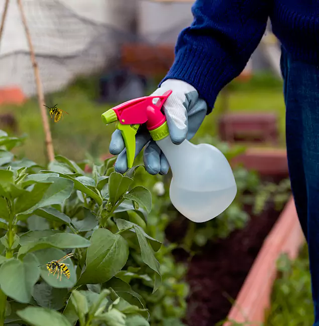 Why McDonough Homeowners Choose McDonough GA Pest Control Pros for Honey Bee Removal?