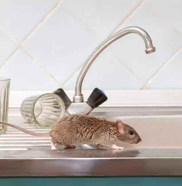 Why McDonough, GA Trusts McDonough GA Pest Control Pros for Humane Rodent Control?