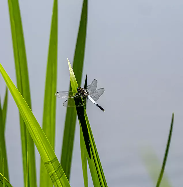 Why McDonough Families Trust McDonough GA Pest Control Pros for Mosquito Prevention?