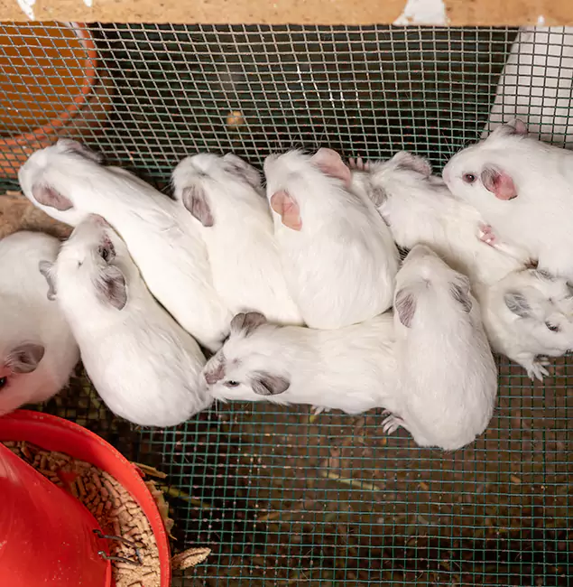 Why McDonough GA Pest Control Pros Is the Trusted Choice in McDonough, GA?