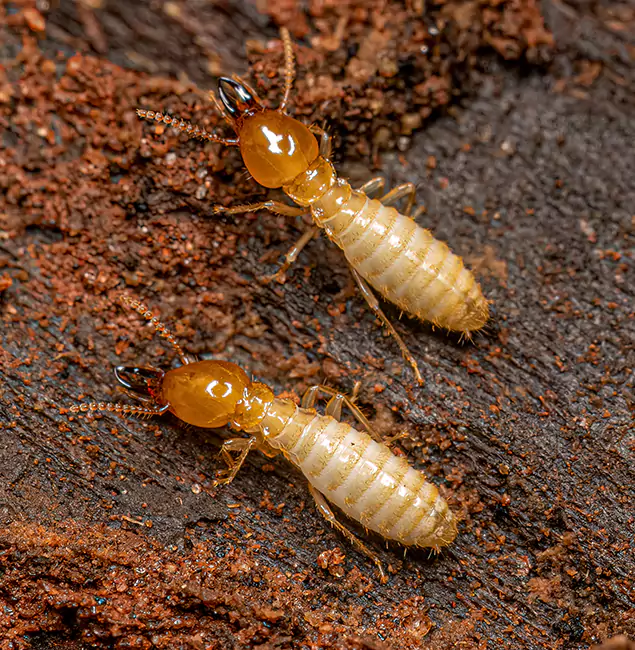 Why Choose McDonough GA Pest Control Pros for Termite Treatment Without Tenting in McDonough, GA?