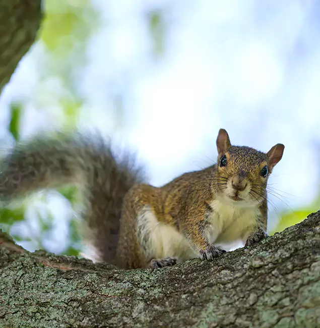 Why McDonough, GA Relies on McDonough GA Pest Control Pros for Squirrel Pest Control?