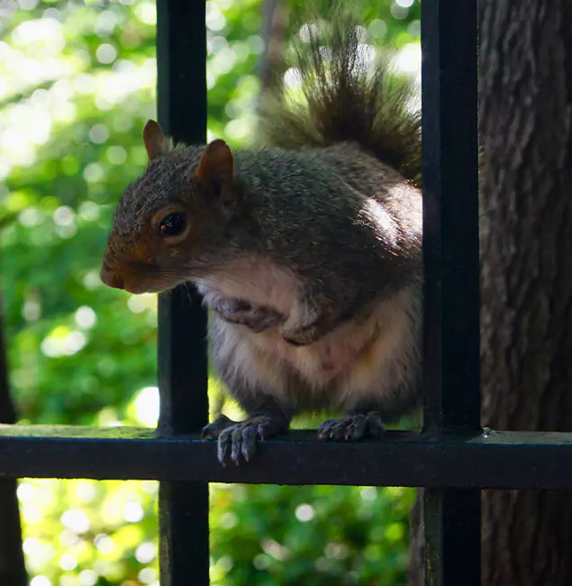 Why McDonough, GA Chooses McDonough GA Pest Control Pros for Squirrel Removal?