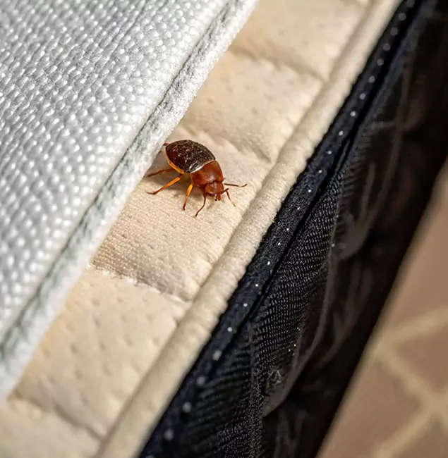 Why McDonough Homeowners Trust McDonough GA Pest Control Pros for Tick Treatment?