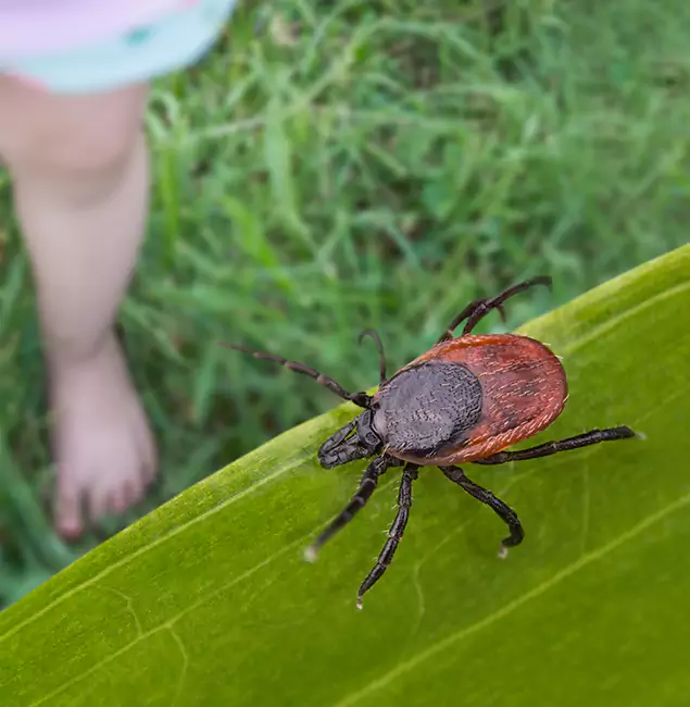 Why McDonough Homeowners Choose McDonough GA Pest Control Pros for Tick Extermination?