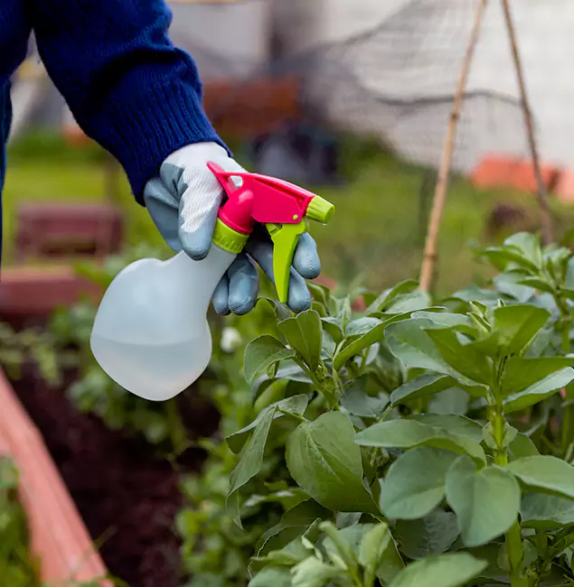 Why McDonough Relies on McDonough GA Pest Control Pros for Wasp Control Services?