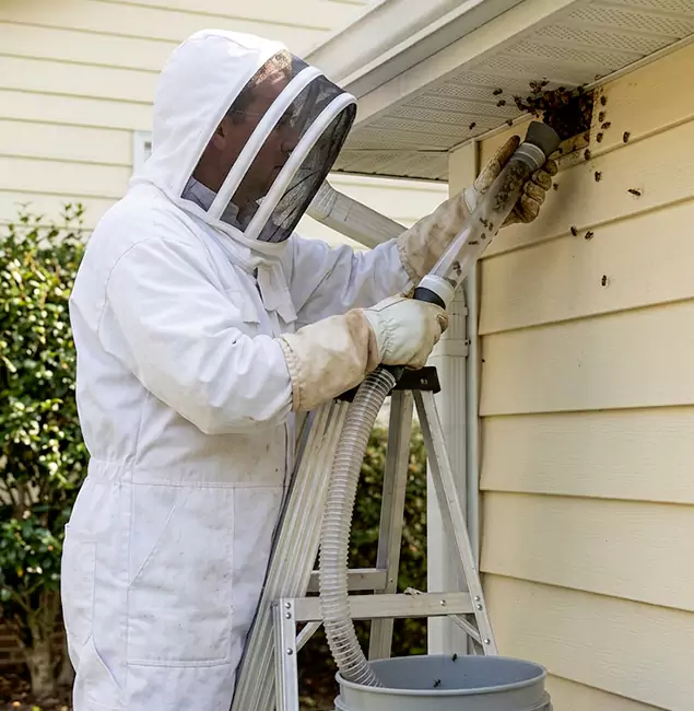 Why McDonough Trusts McDonough GA Pest Control Pros for Wasp Control?