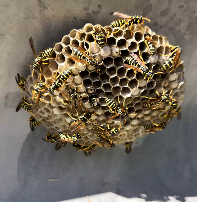 Why McDonough Chooses McDonough GA Pest Control Pros for Wasp Control Services?