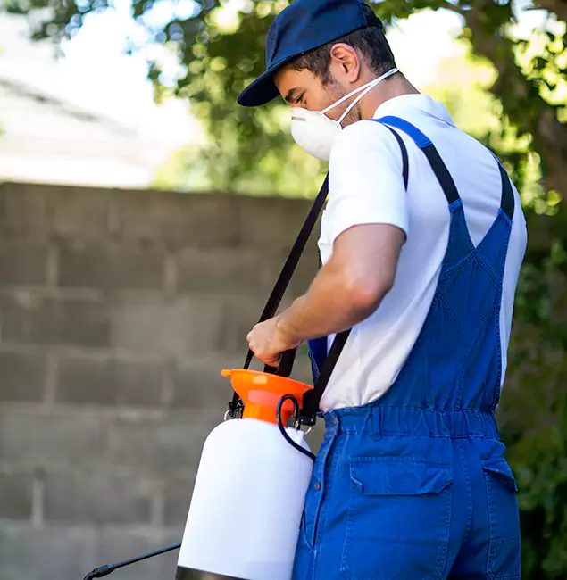Why McDonough GA Pest Control Pros Is the Right Choice for Yellow Jacket Removal in McDonough, GA?