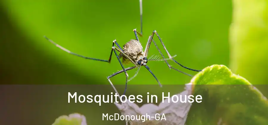  Mosquitoes in House McDonough-GA