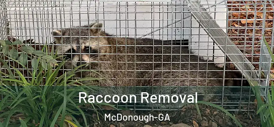 Raccoon Removal McDonough-GA