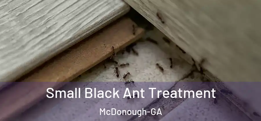 Small Black Ant Treatment McDonough-GA