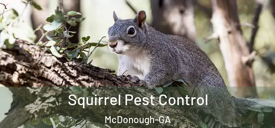 Squirrel Pest Control McDonough-GA