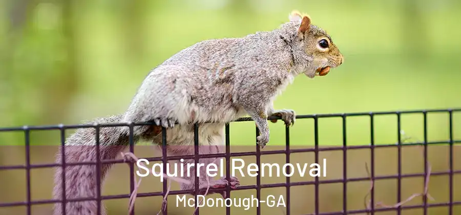 Squirrel Removal McDonough-GA