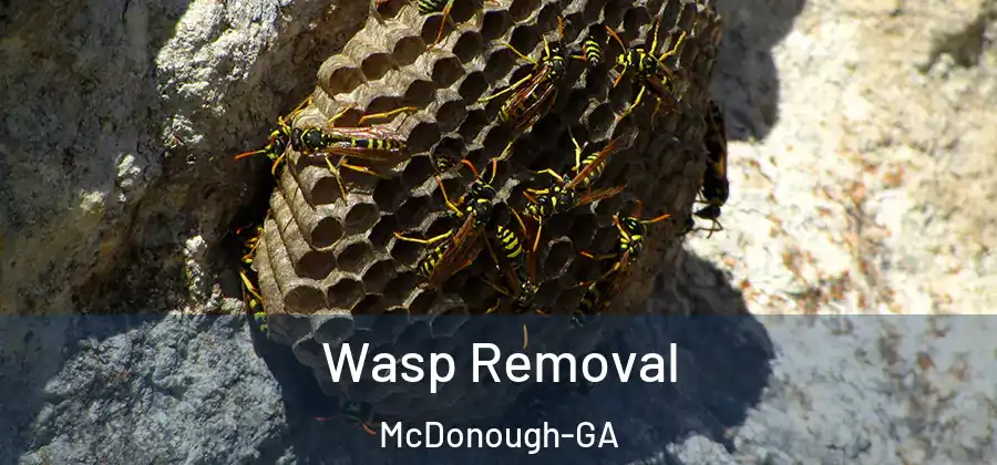  Wasp Removal McDonough-GA