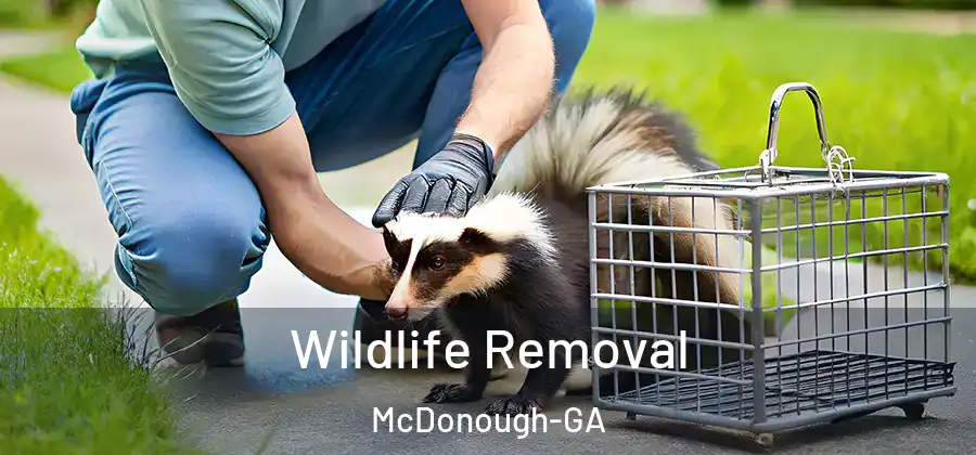 Wildlife Removal McDonough-GA